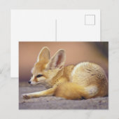 北アフリカ フェネック (Fennecus zerda) ポストカード (正面/裏面)