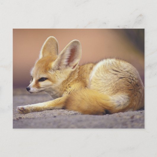 北アフリカ フェネック (Fennecus zerda) ポストカード (正面)