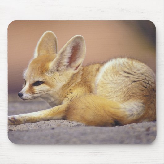 北アフリカ フェネック (Fennecus zerda) マウスパッド (正面)