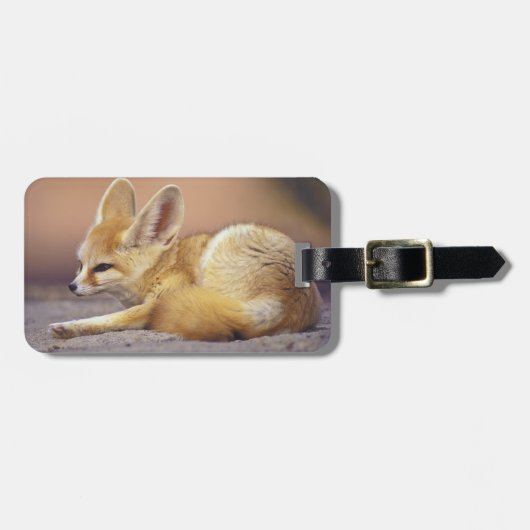 北アフリカ フェネック (Fennecus zerda) ラゲッジタグ (正面横)