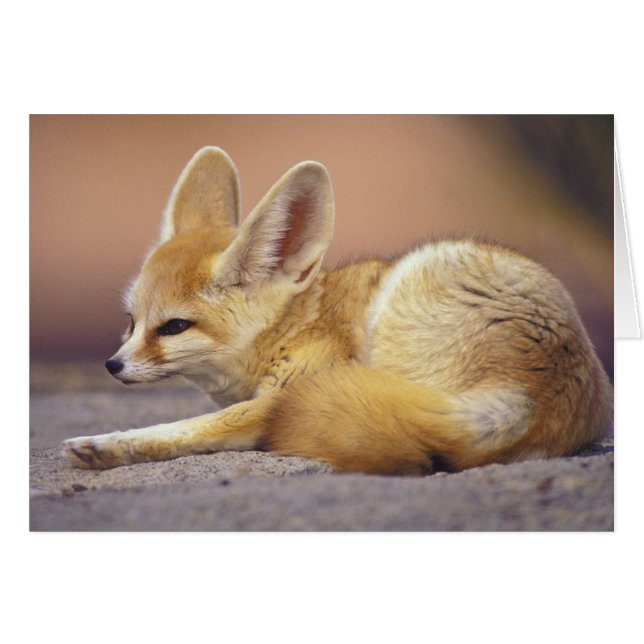 北アフリカ。Fennec Fennecus zerda) (正面横)
