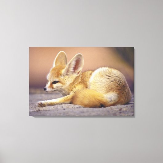 北アフリカ。Fennec Fennecus zerda) キャンバスプリント (正面)