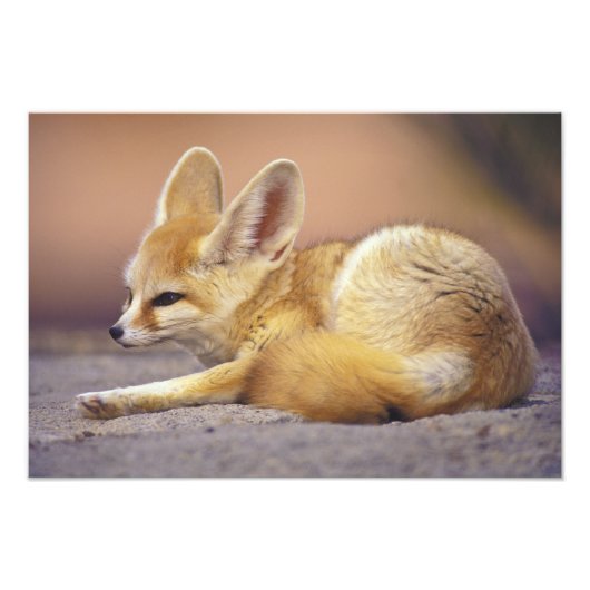 北アフリカ。Fennec Fennecus zerda) フォトプリント (正面)