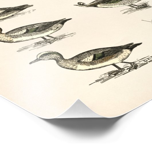 北アメリカのアヒルイラストレーション フォトプリント (角)