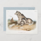 北アメリカのエスキマクス・ドッグ(カニスファミリアリ) ポストカード (正面/裏面)