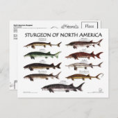 北アメリカのチョウザメ白ポスター – ポストカード (正面/裏面)