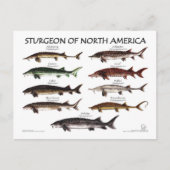 北アメリカのチョウザメ白ポスター – ポストカード (正面)
