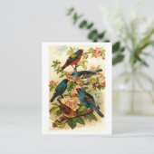 北アメリカのバードワールドGustav Mtzel ポストカード (スタンド正面)