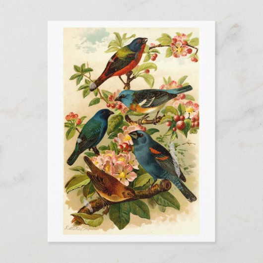 北アメリカのバードワールドGustav Mtzel ポストカード (正面)