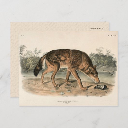 北アメリカのレッドテサン・ウルフ ポストカード (正面/裏面)