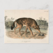 北アメリカのレッドテサン・ウルフ ポストカード (正面)