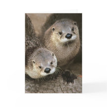 北アメリカの川カワウソ