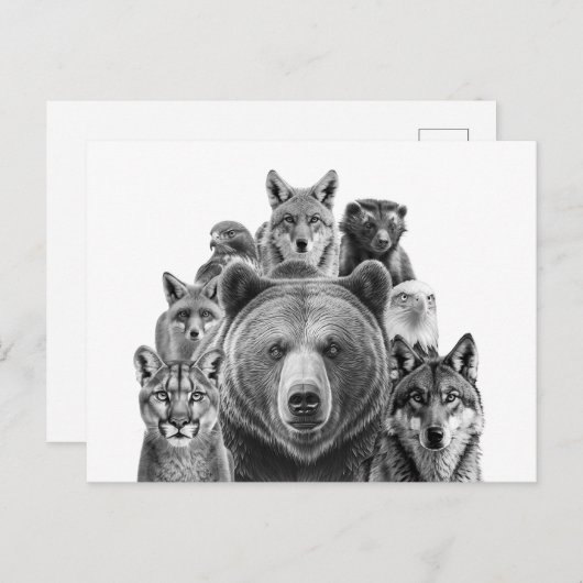 北アメリカの捕食動物 ポストカード (正面/裏面)