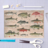 北アメリカの淡水魚デコページ 薄葉紙 (クラフト)