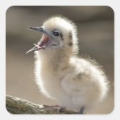 北アメリカ北西部ハワイアン諸島 スクエアシール (正面)