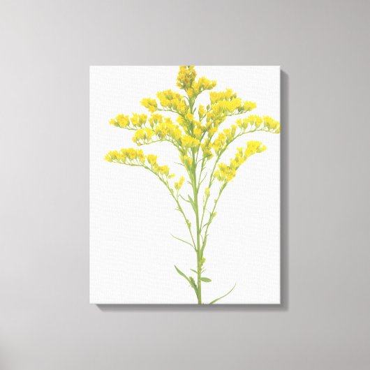 北アメリカ産ゴールデンロッド花(Solidago juncea) キャンバスプリント (正面)