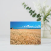 北アメリカ、アメリカ、アイダホ。～の麦畑 ポストカード (スタンド正面)