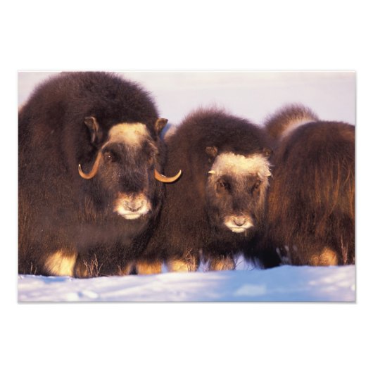 北アメリカ、アメリカ、アラスカ、北極圏、 フォトプリント            (正面)