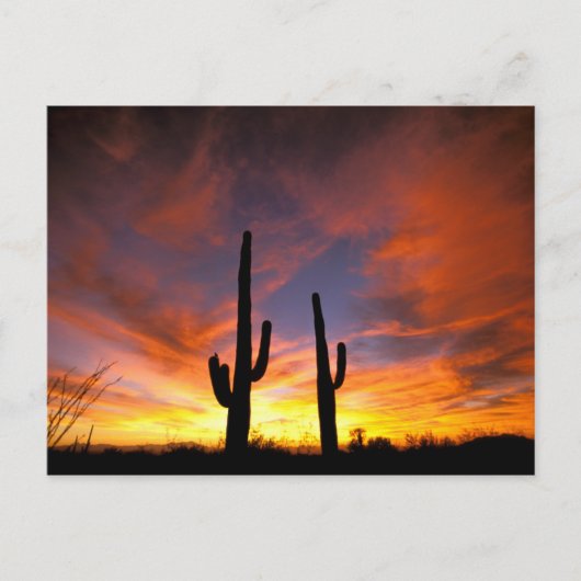 北アメリカ、アメリカ、アリゾナ、ソノラン砂漠。 ポストカード (正面)