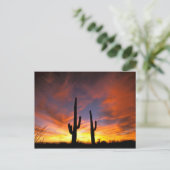 北アメリカ、アメリカ、アリゾナ、ソノラン砂漠。 ポストカード (スタンド正面)