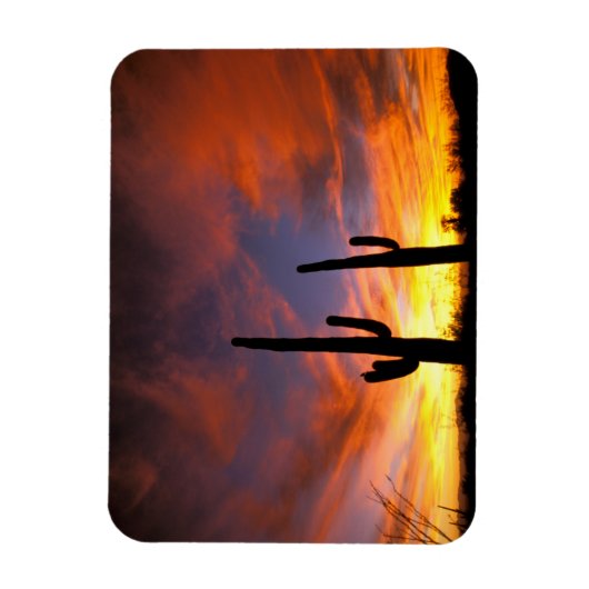 北アメリカ、アメリカ、アリゾナ、ソノラン砂漠。 マグネット (縦)