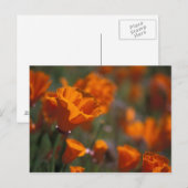 北アメリカ、アメリカ、カリフォルニア、アンテロープ・バレー、 ポストカード (正面/裏面)