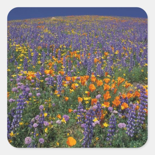 北アメリカ，アメリカ，カリフォルニア，ロサンゼルス2 スクエアシール (正面)