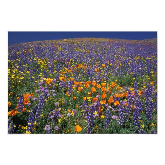 北アメリカ，アメリカ，カリフォルニア，ロサンゼルス2 フォトプリント            (正面)