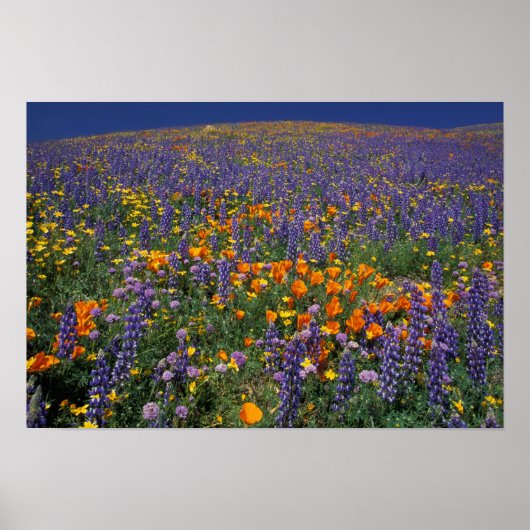 北アメリカ，アメリカ，カリフォルニア，ロサンゼルス2 ポスター (正面)