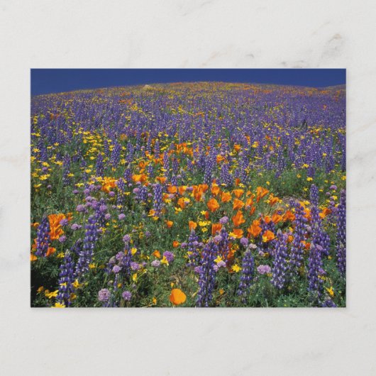 北アメリカ，アメリカ，カリフォルニア，ロサンゼルス2 ポストカード (正面)