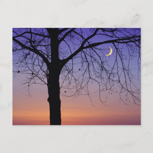 北アメリカ，アメリカ，フロリダ，ドーラ山， ポストカード (正面)