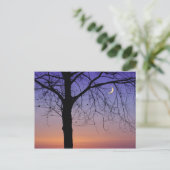 北アメリカ，アメリカ，フロリダ，ドーラ山， ポストカード (スタンド正面)