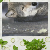 北アメリカ、アメリカ、ミネソタ。ウルフカニス キッチンタオル (折り畳み)