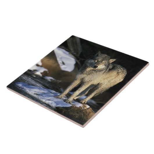 北アメリカ、アメリカ、ミネソタ。ウルフ(カニス) タイル (側面)