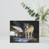 北アメリカ、アメリカ、ミネソタ。ウルフ(カニス) ポストカード (スタンド正面)