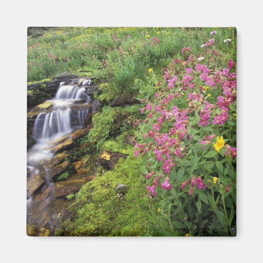 北アメリカ，アメリカ，モンタナ，氷河ナショナル4 マグネット (正面)