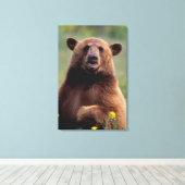 北アメリカ、カリフォルニア、シナモンブラックベア キャンバスプリント (インサイチュ (ウッドフロア))