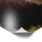 北アメリカ、カリフォルニア、シナモンブラックベア フォトプリント            (角)