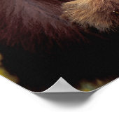 北アメリカ、カリフォルニア、シナモンブラックベア ポスター (角)