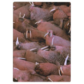 北アメリカ、米国、アラスカ、ユーコン準州のデルタの国民 クリップボード (裏面)