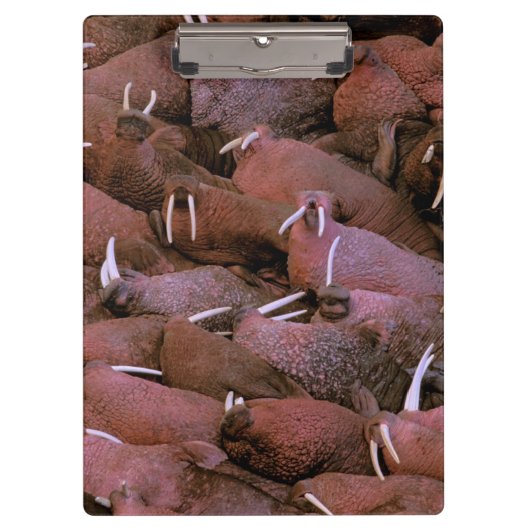 北アメリカ、米国、アラスカ、ユーコン準州のデルタの国民 クリップボード (正面)