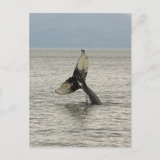 北アメリカ、米国、AKの中の道。 Humpback ポストカード (正面)