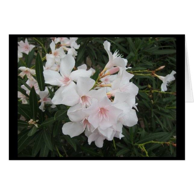 北イタリアの走行 (正面横)