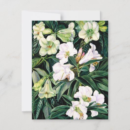 北インドのシャクナゲ カード (正面)