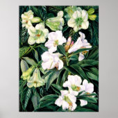 北インドのシャクナゲ ポスター (正面)