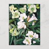 北インドのシャクナゲ ポストカード (正面)