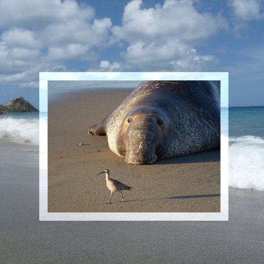 北エレファントシールは鳥モントレーベイを見る ポストカード