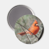 北カラフル（鳥）ショウジョウコウカンチョウ磁石 マグネット (正面/裏面)