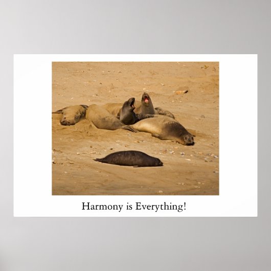 北カリフォルニアのゾウのアザラシ ポスター (正面)