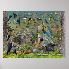 北カリフォルニアの裏庭の鳥 ポスター